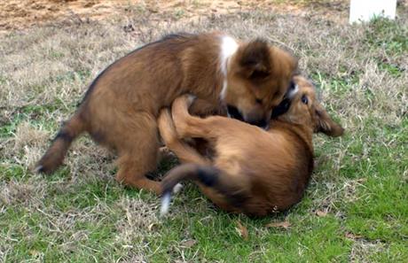 Pripreme za dolazak šteneta