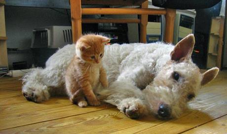 Proljev kod pasa i mačaka